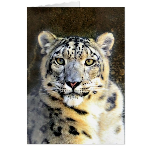 Snow Leopard (Front)