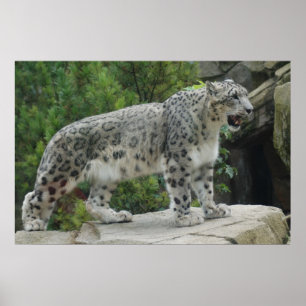 Snow Leopard 2 Poster