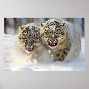 Snow Leopard Animal Nature Majestic Wild Poster