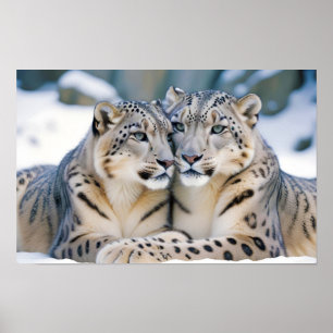 Snow Leopard Animal Nature Wildlife Affection Love Poster