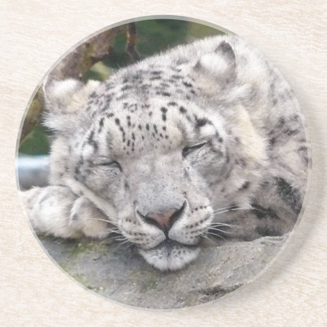 Snow Leopard - beautiful! Coaster (Front)