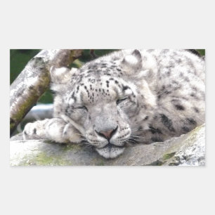 Snow Leopard - beautiful! Rectangular Sticker