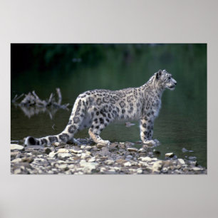 Snow leopard beside river poster