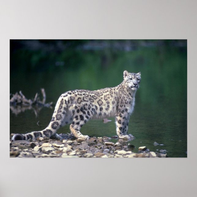 Snow Leopard beside river Poster (Front)