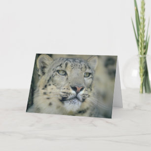 Snow Leopard Close Up Card