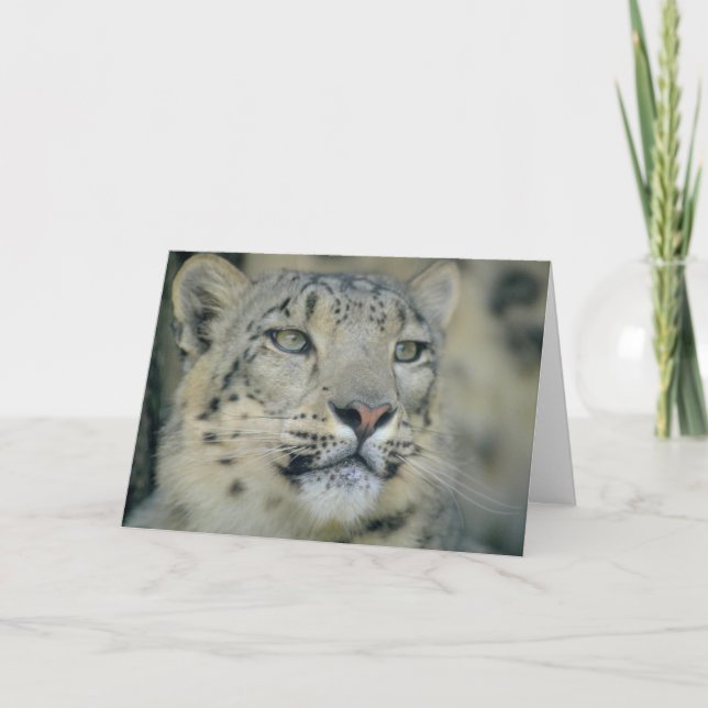 Snow Leopard Close Up Card (Front)