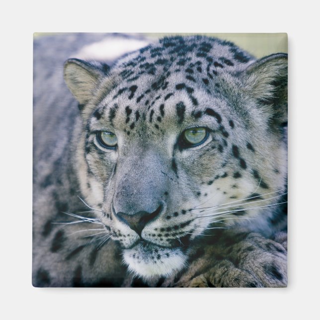 Snow Leopard closeup Magnet (Front)