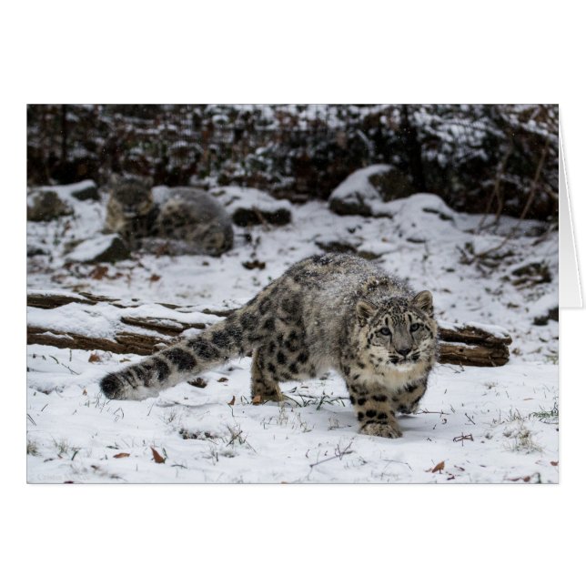Snow Leopard Cub (Front Horizontal)
