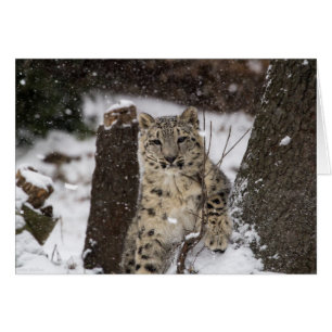 Snow Leopard Cub