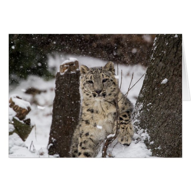 Snow Leopard Cub (Front Horizontal)