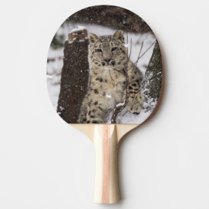Snow Leopard Cub Ping Pong Paddle