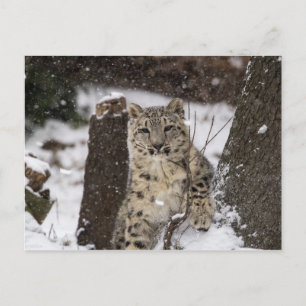 Snow Leopard Cub Postcard