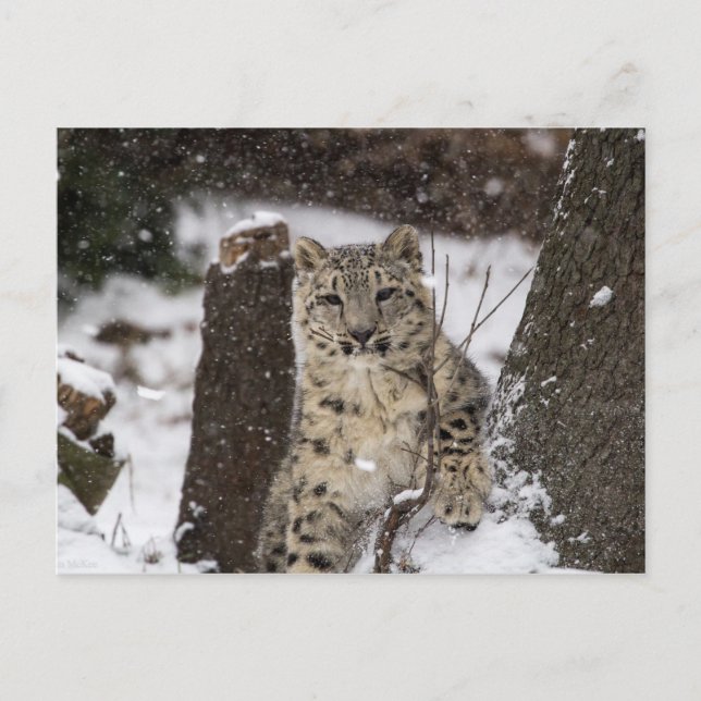 Snow Leopard Cub Postcard (Front)