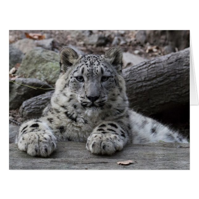 Snow Leopard Cub Sitting (Front Horizontal)
