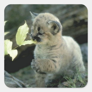 Snow Leopard Cub Square Sticker