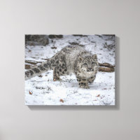 Snow Leopard Cub Stalking