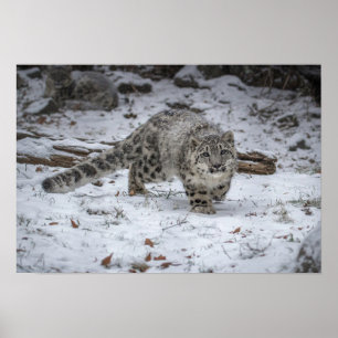 Snow Leopard Cub Stalking Poster