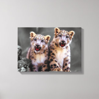 Snow Leopard Cubs Canvas Print