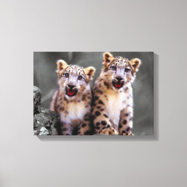 Snow Leopard Cubs Canvas Print (Front)