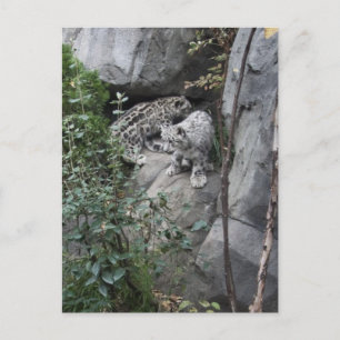 Snow Leopard Cubs on a Ledge Postcard