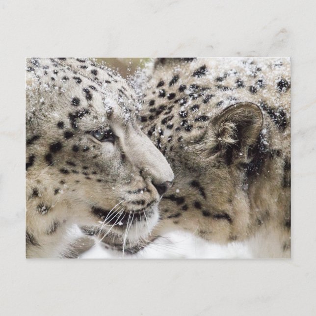 Snow Leopard Cuddle Postcard (Front)