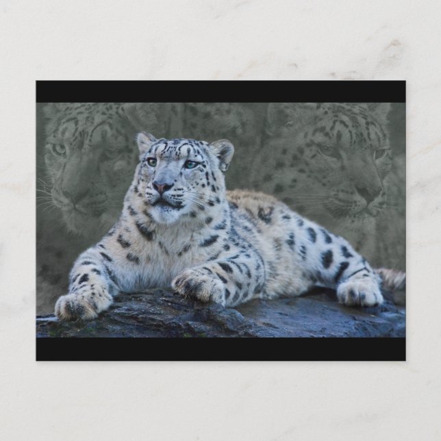 Snow Leopard Dreams Postcard (Front)