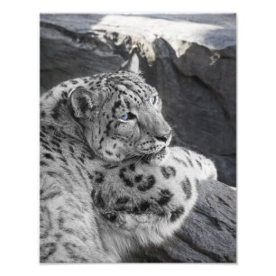 Snow Leopard Icy Stare Photo Print