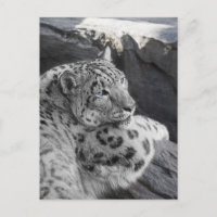 Snow Leopard Icy Stare