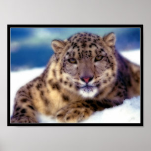 Snow Leopard II Poster