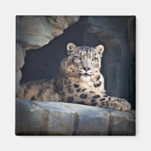 Snow Leopard Magnet