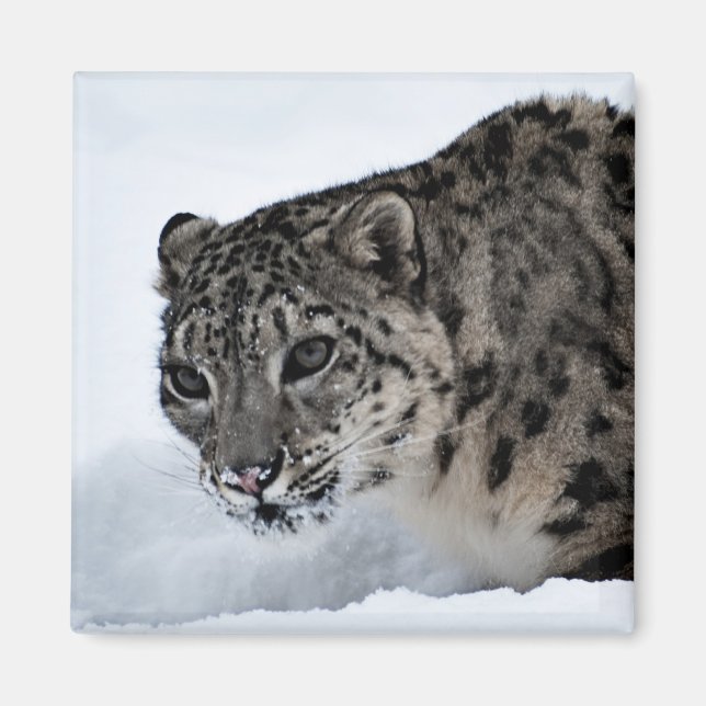 Snow Leopard Magnet (Front)