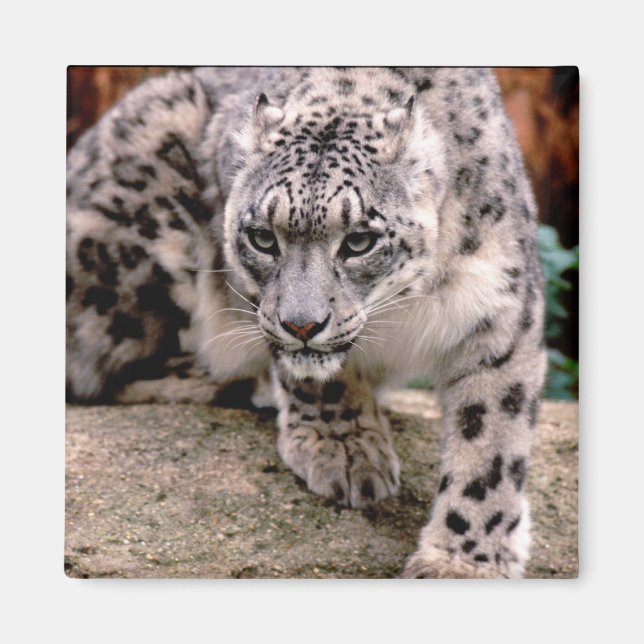 Snow Leopard Magnet (Front)