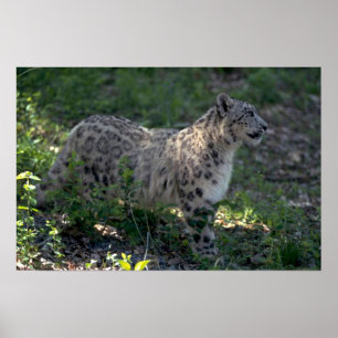Snow leopard on brushy hillside poster