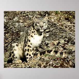 Snow Leopard on the Cliff Poster