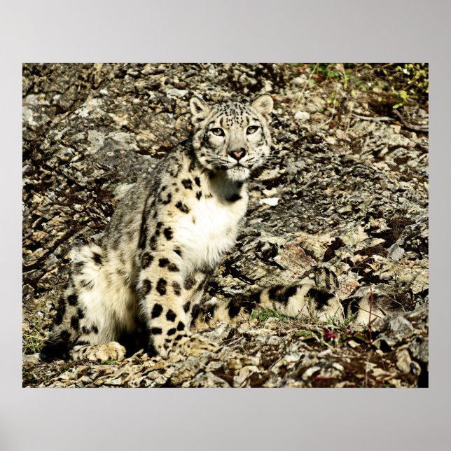 Snow Leopard on the Cliff Poster (Front)