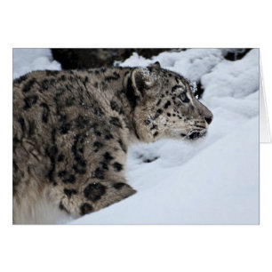 Snow Leopard on the Prowl