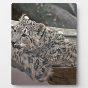 Snow Leopard Plaque