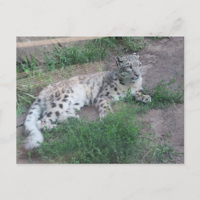Snow Leopard Postcard (Front)