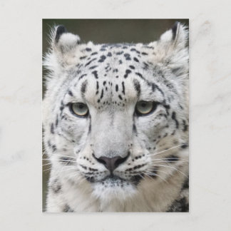 Snow Leopard Postcard