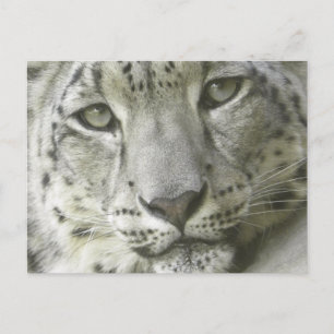 Snow Leopard Postcard