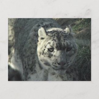 Snow Leopard Postcard