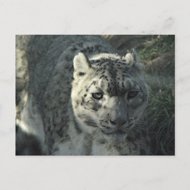 Snow Leopard Postcard (Front)