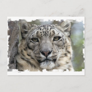 Snow Leopard Postcard