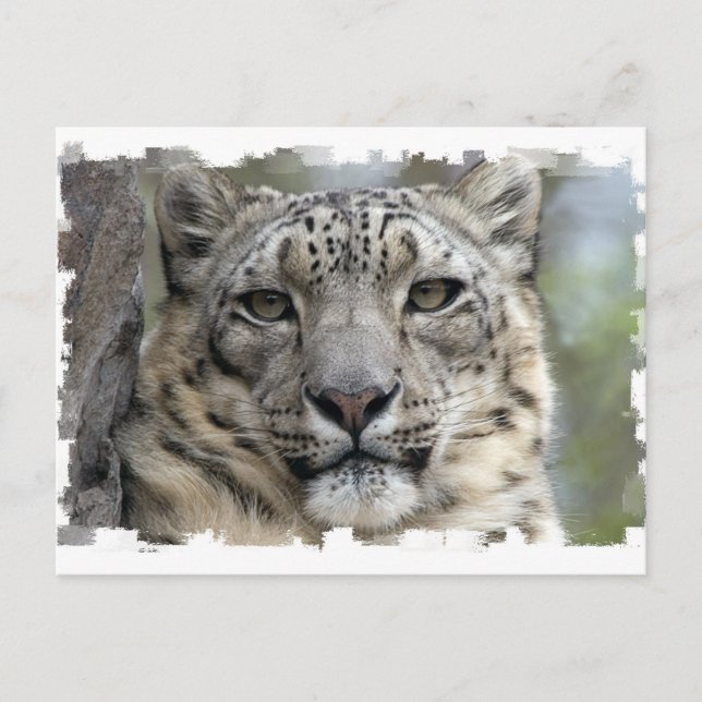 Snow Leopard Postcard (Front)