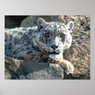 Snow leopard poster