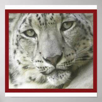 Snow Leopard Poster