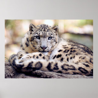 Snow leopard poster