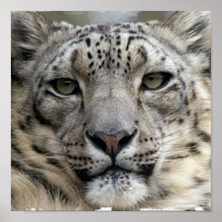 Snow Leopard Print