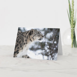 Snow Leopard Profile Card