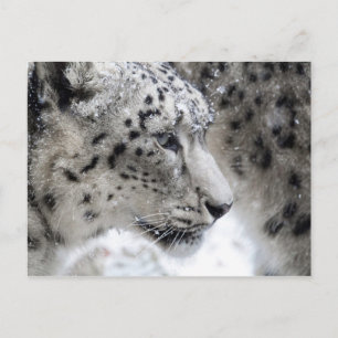 Snow Leopard Profile Portrait Postcard